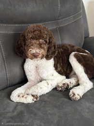 589427856_3739026669566742_2978381726627277389_n