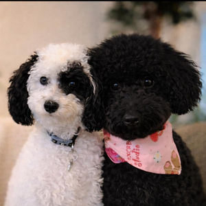 Charlie & Oréo ( Golden doodle)