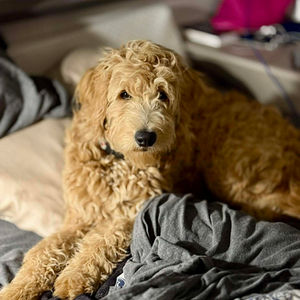 Nala - Goldendoodle