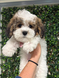 644111652_26075589135424460_4685758385306649321_n