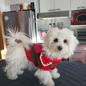 Nova - Bichon maltais