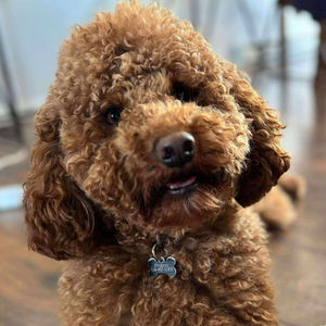 Scooby - Goldendoodle