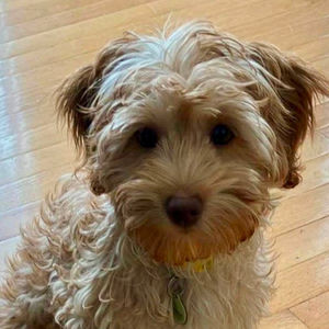 Mishri - Morkipoo