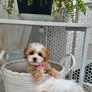 Lova- Maltipoo