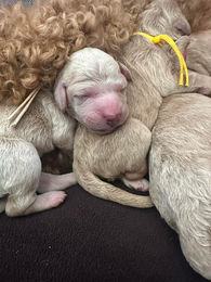 653957318_917112311104578_6251696376457567881_n