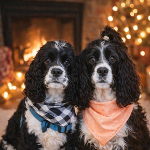 Mia & Ralph - Épagneuls Américains