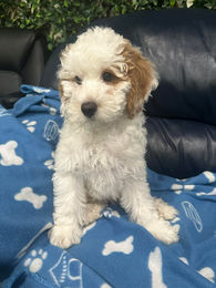 591836285_1894199337972234_8269149305078521570_n