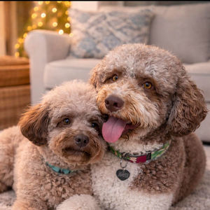 Flora & Alfie - Golden Doodle