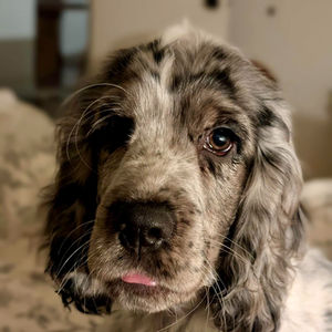 Zoé - Cocker Anglais