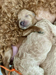 661003405_1272497708371031_5283231509715934088_n