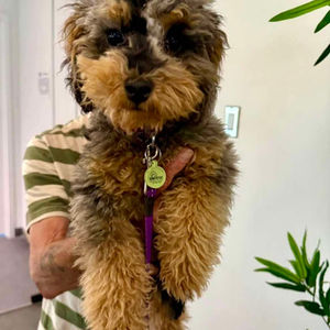  Notre douce Princesse – Future maman Golden doodle miniature