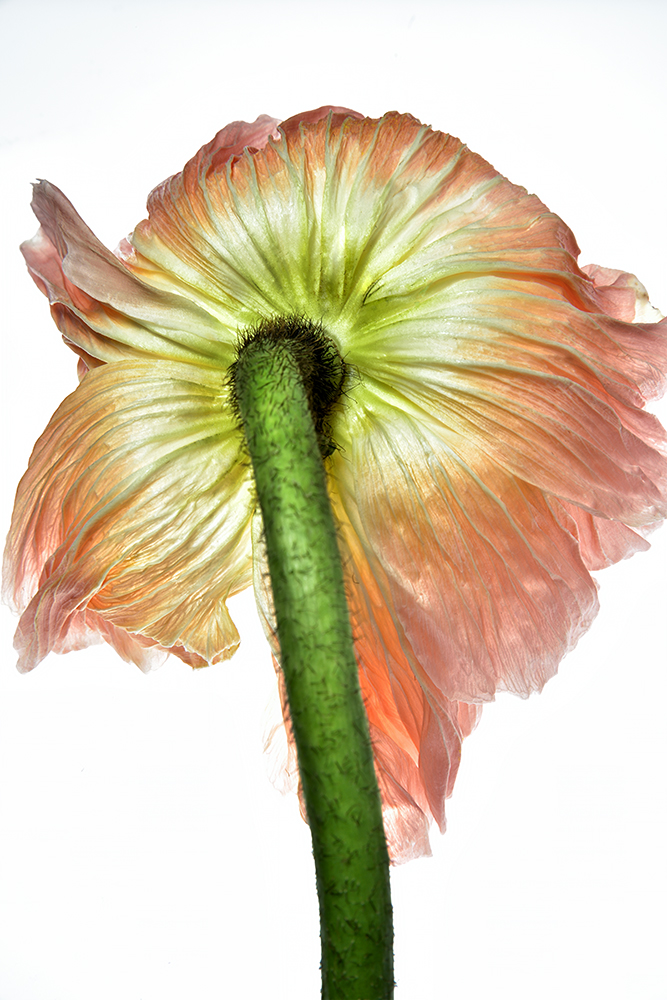 Bashful Poppy: Blush