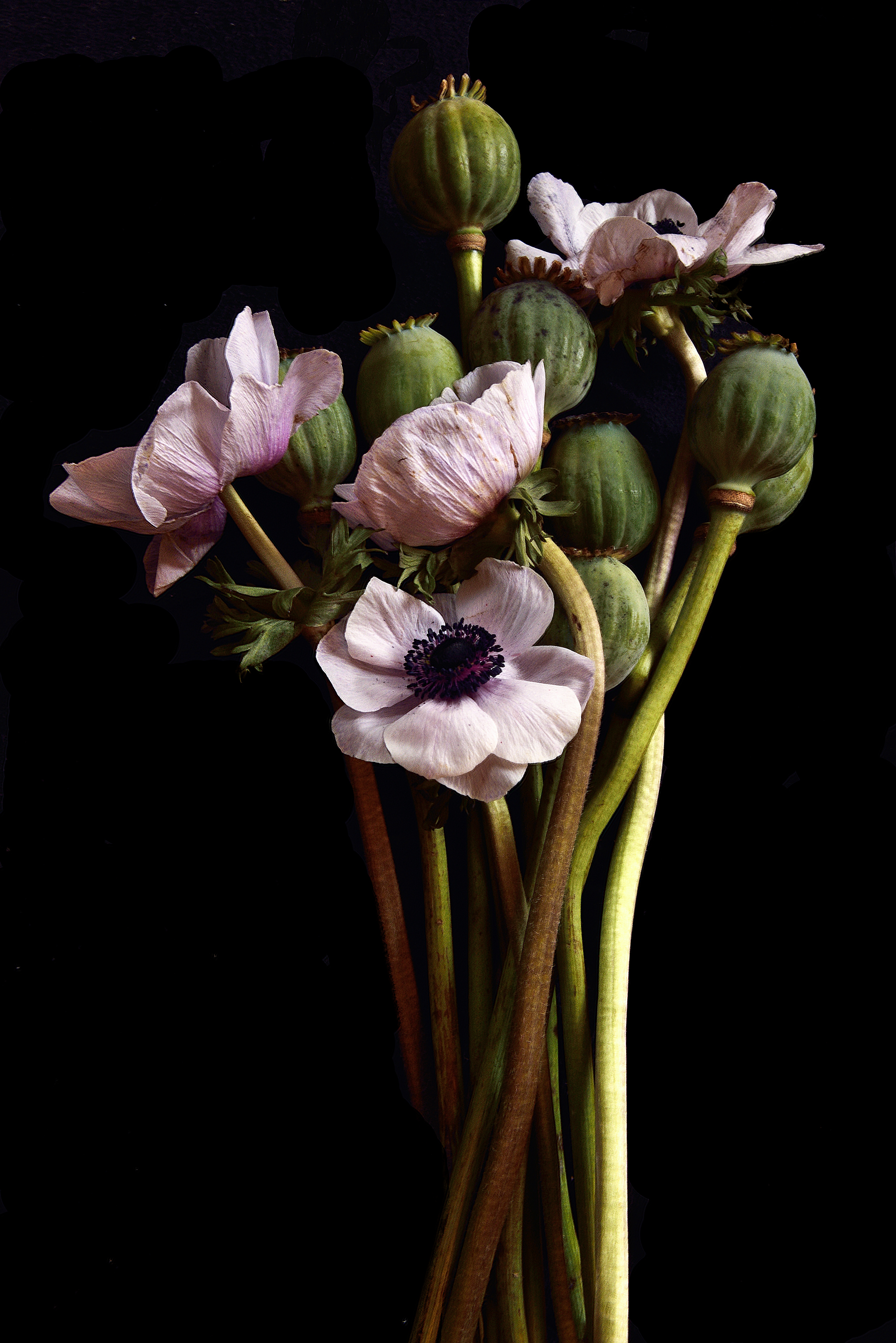 Poppy Shells & Pink