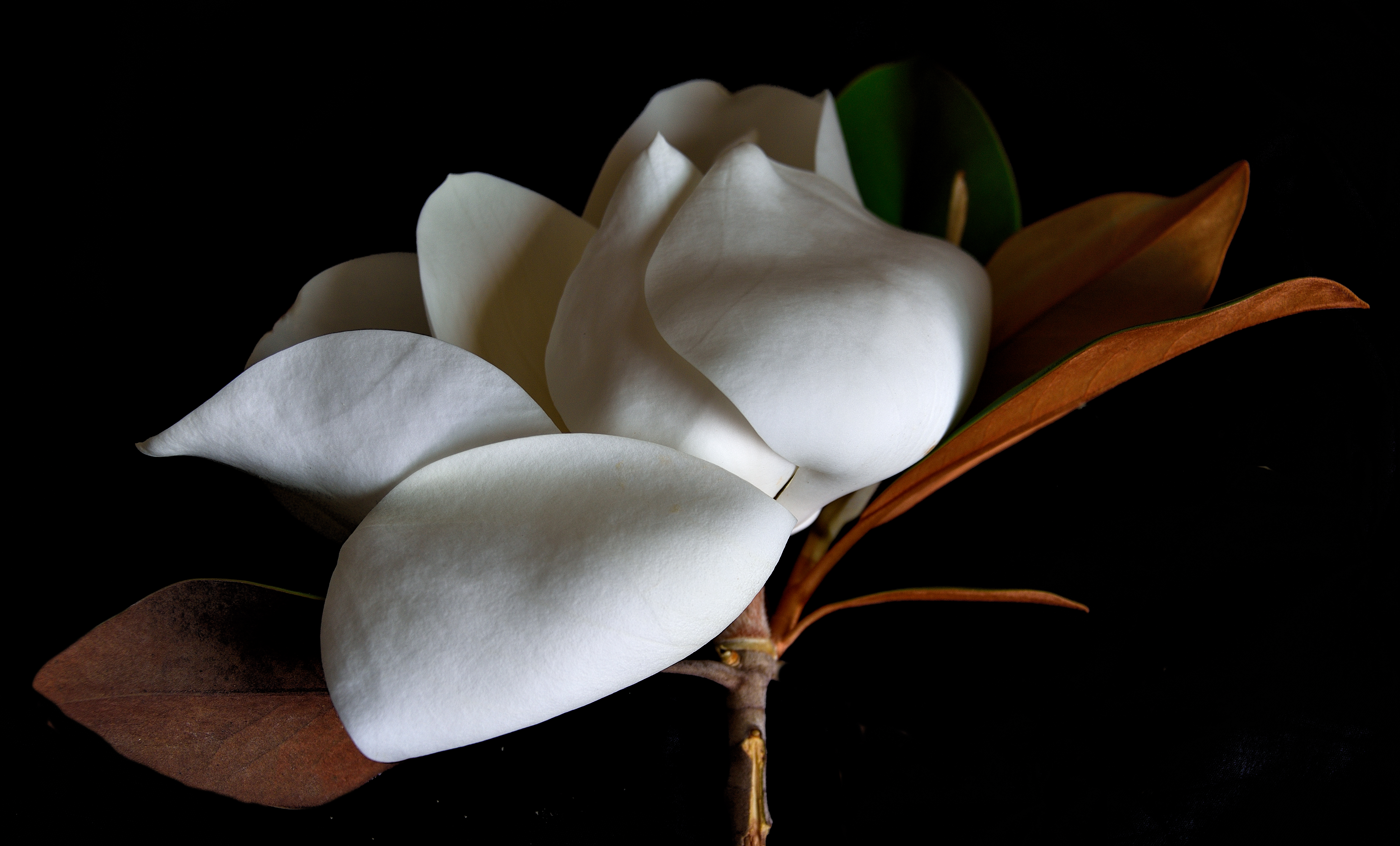 White Flower: Epiphany