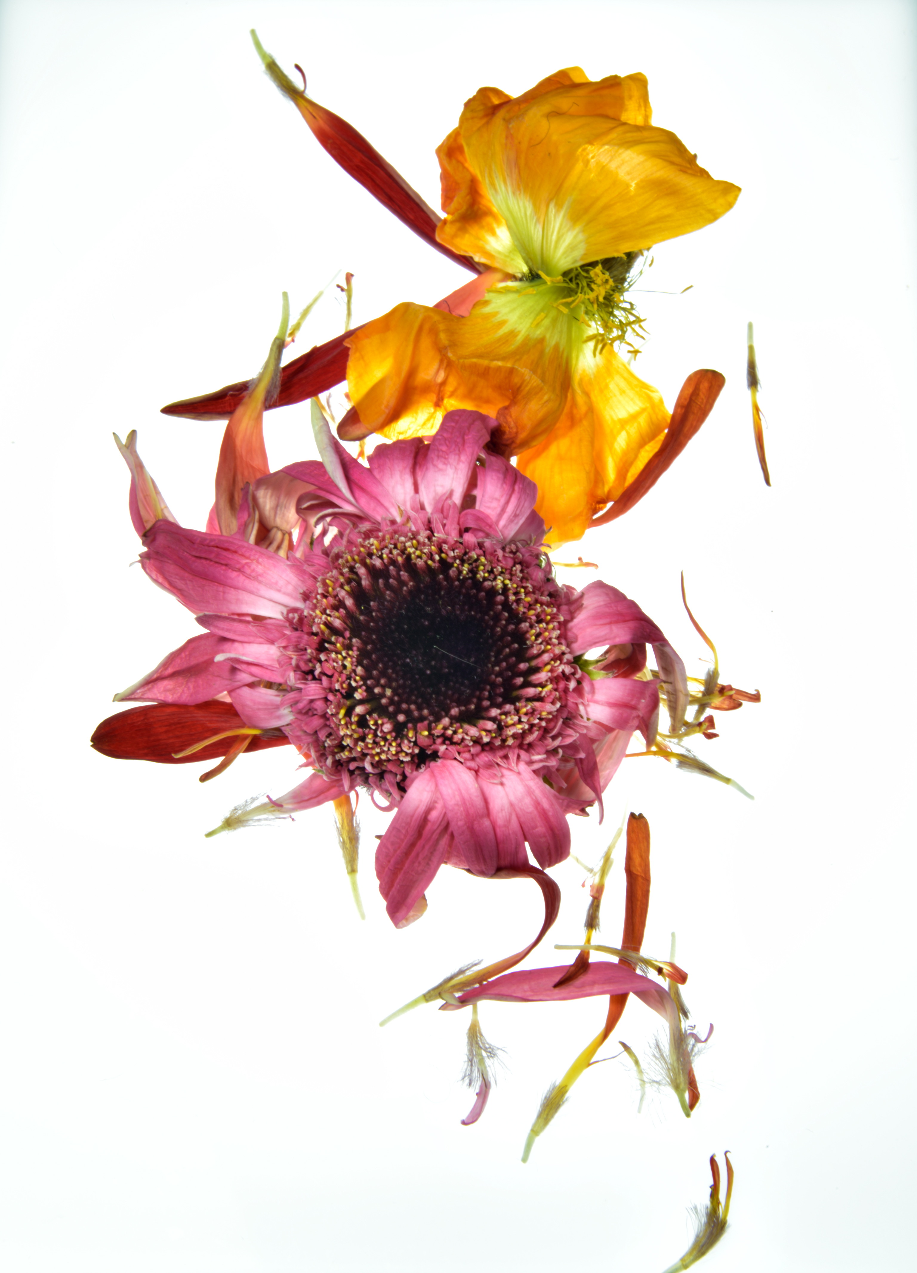 Beauty in Decay: Gold & Pink