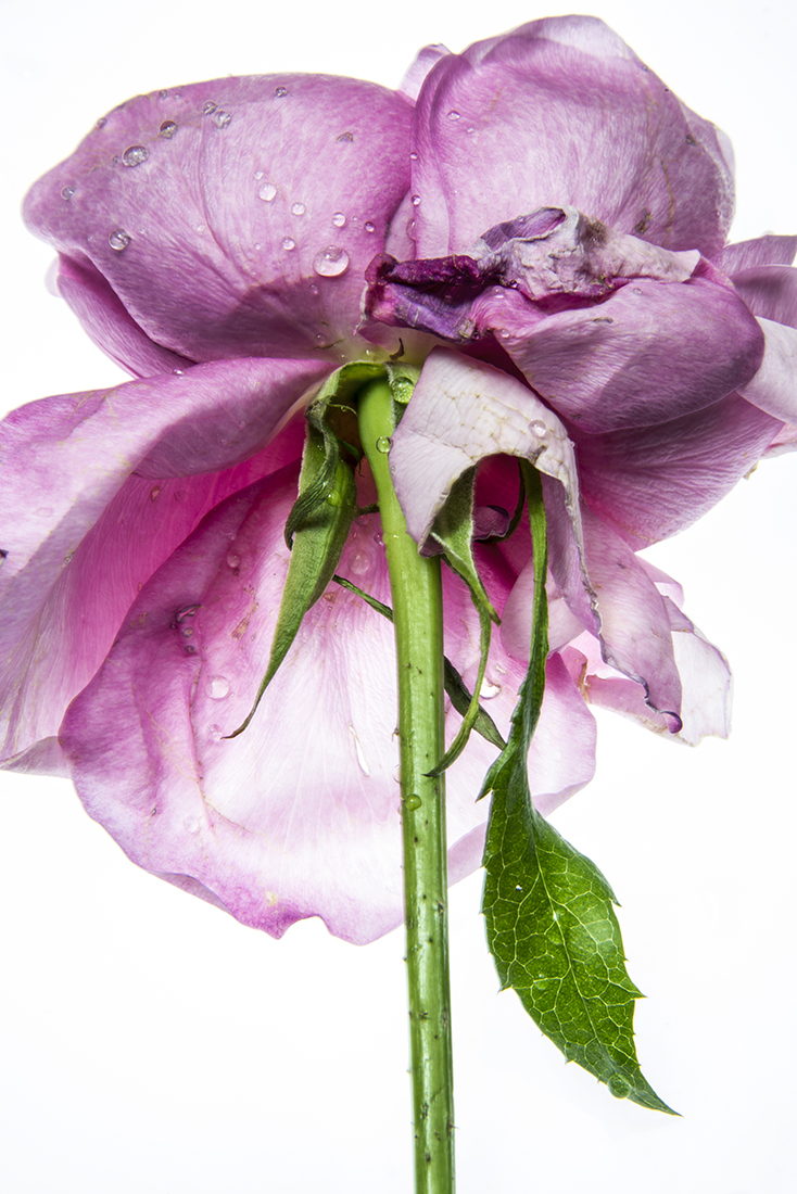 Beauty in Decay: Grand Dame