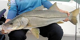 Robalo Flcha