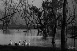 Pelicans in the Mist