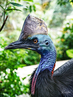 The Cassowary