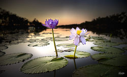 Outback Lillies