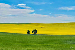 Cool Canola
