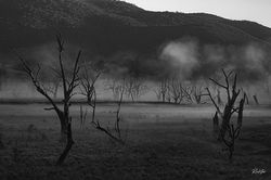 Ghost Trees