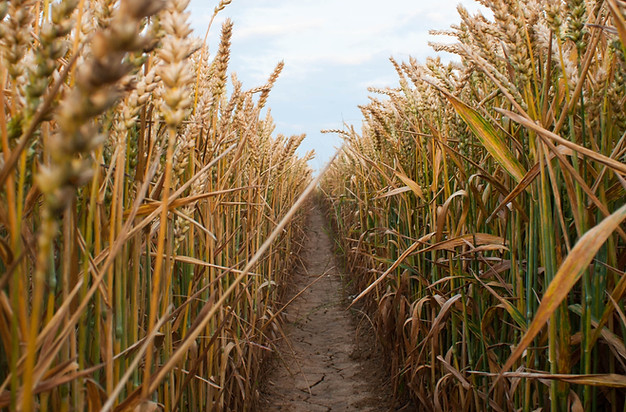 Wheat Field