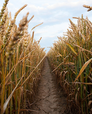 Wheat Field