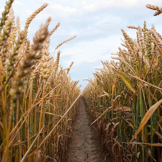 Wheat Field