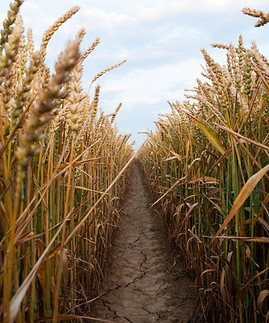 Wheat Field