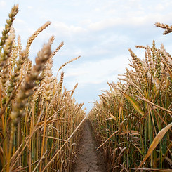 Wheat Field