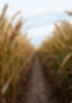 Wheat Field