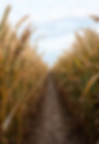 Wheat Field