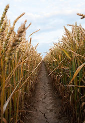 Wheat Field