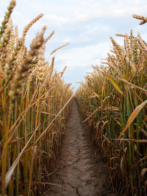 Ambiente y Agricultura: es la hora de compatibilizar y exponenciar