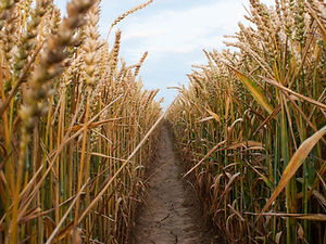 Caminho através do trigo