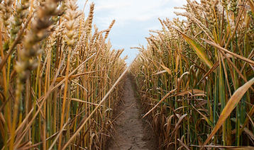 Wheat Field