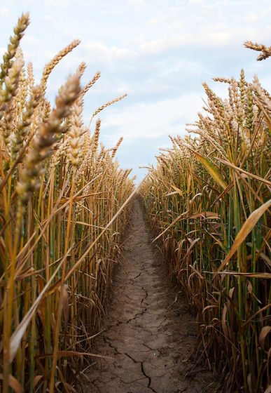 Wheat Field