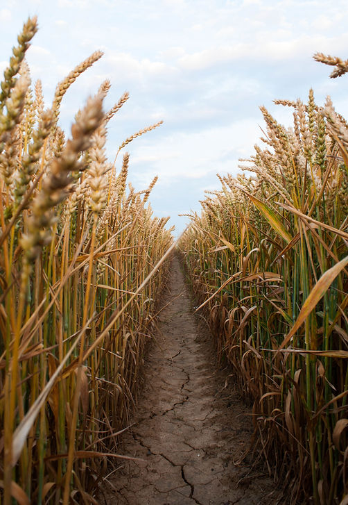 Path Through Wheat