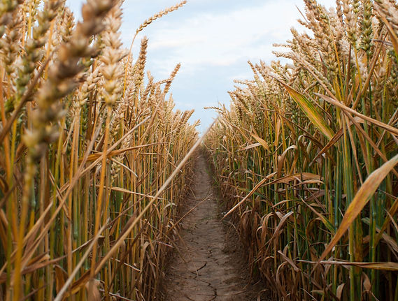 Wheat Field