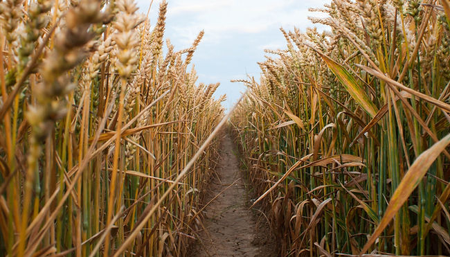 Wheat Field