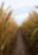 Wheat Field