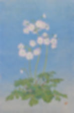 雲南桜草