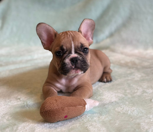 Rocky