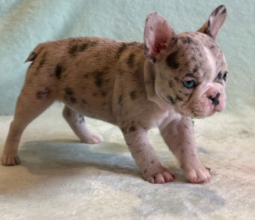 Spots