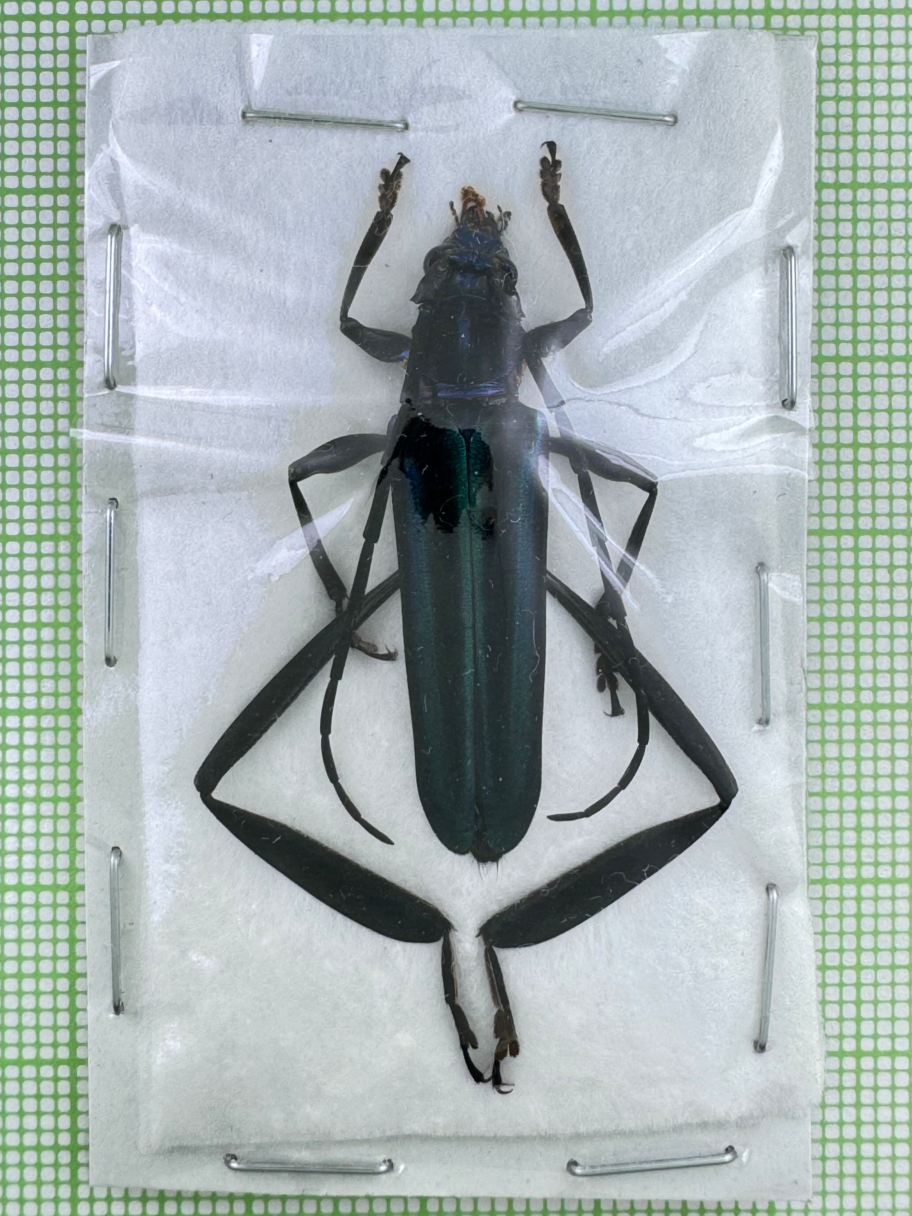 Callichroma sp. - Guyane Française