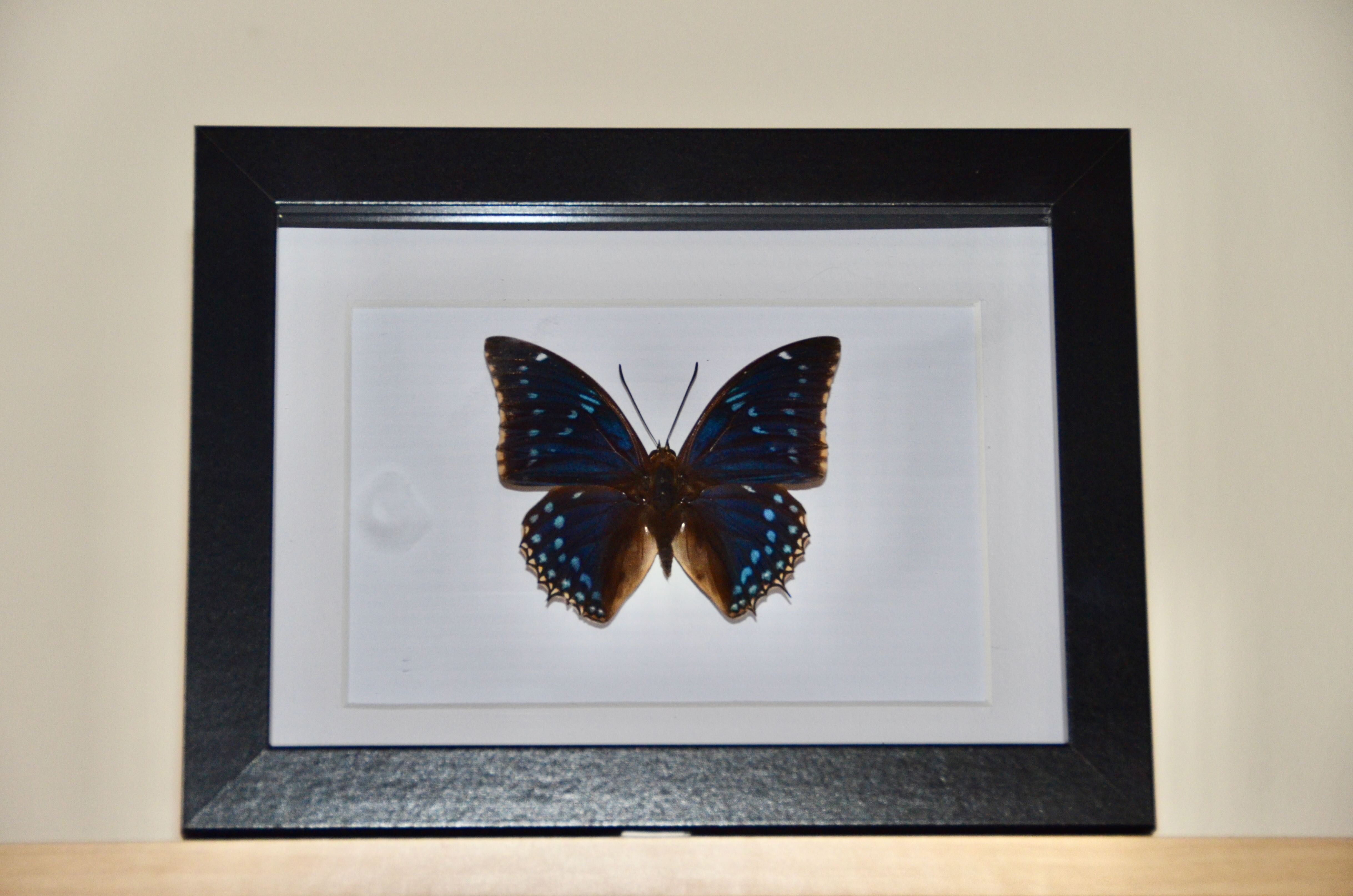 Charaxes tiridates (République Centrafricaine)