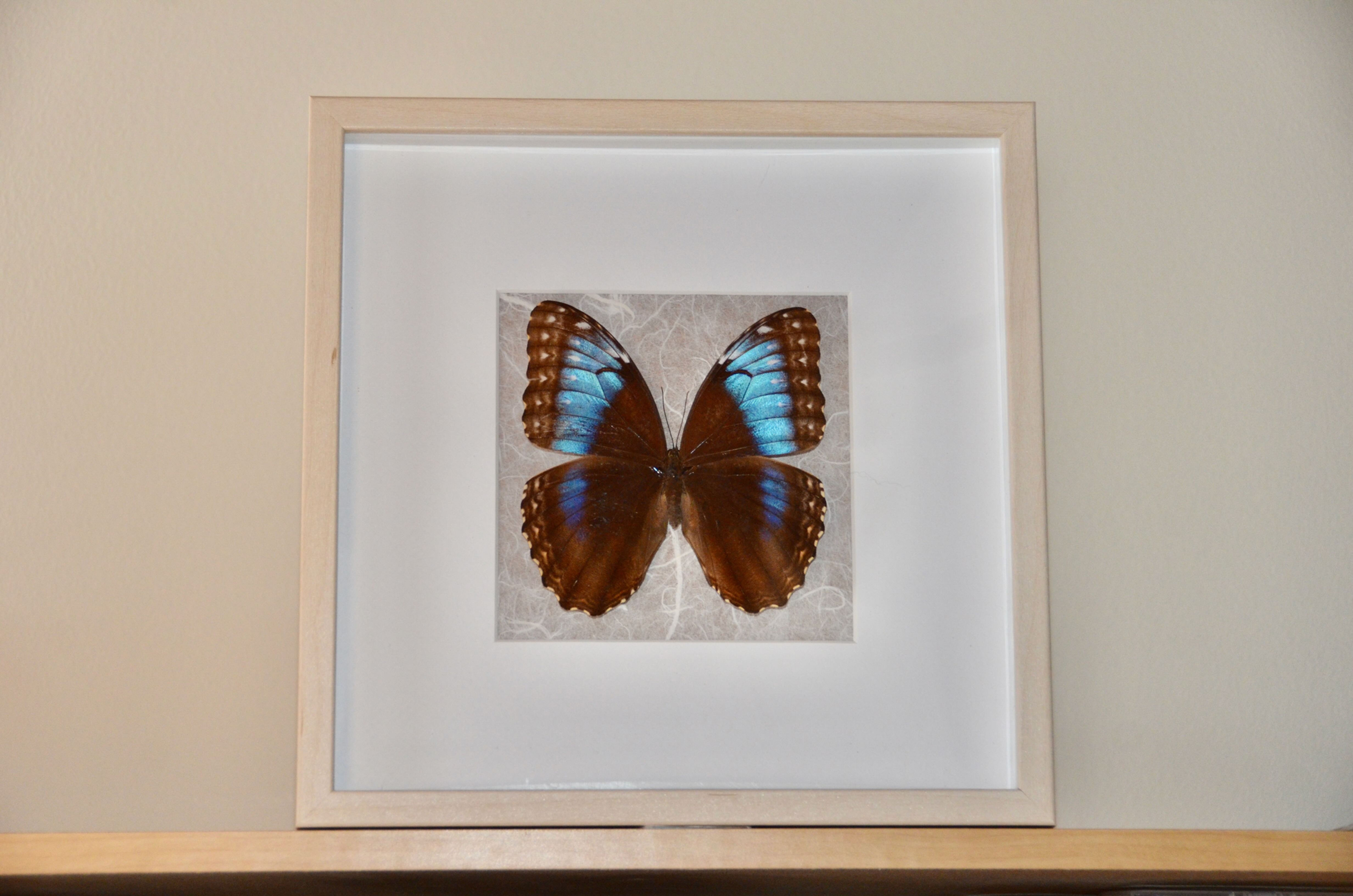 Morpho helenor : encadrement avec un vrai papillon