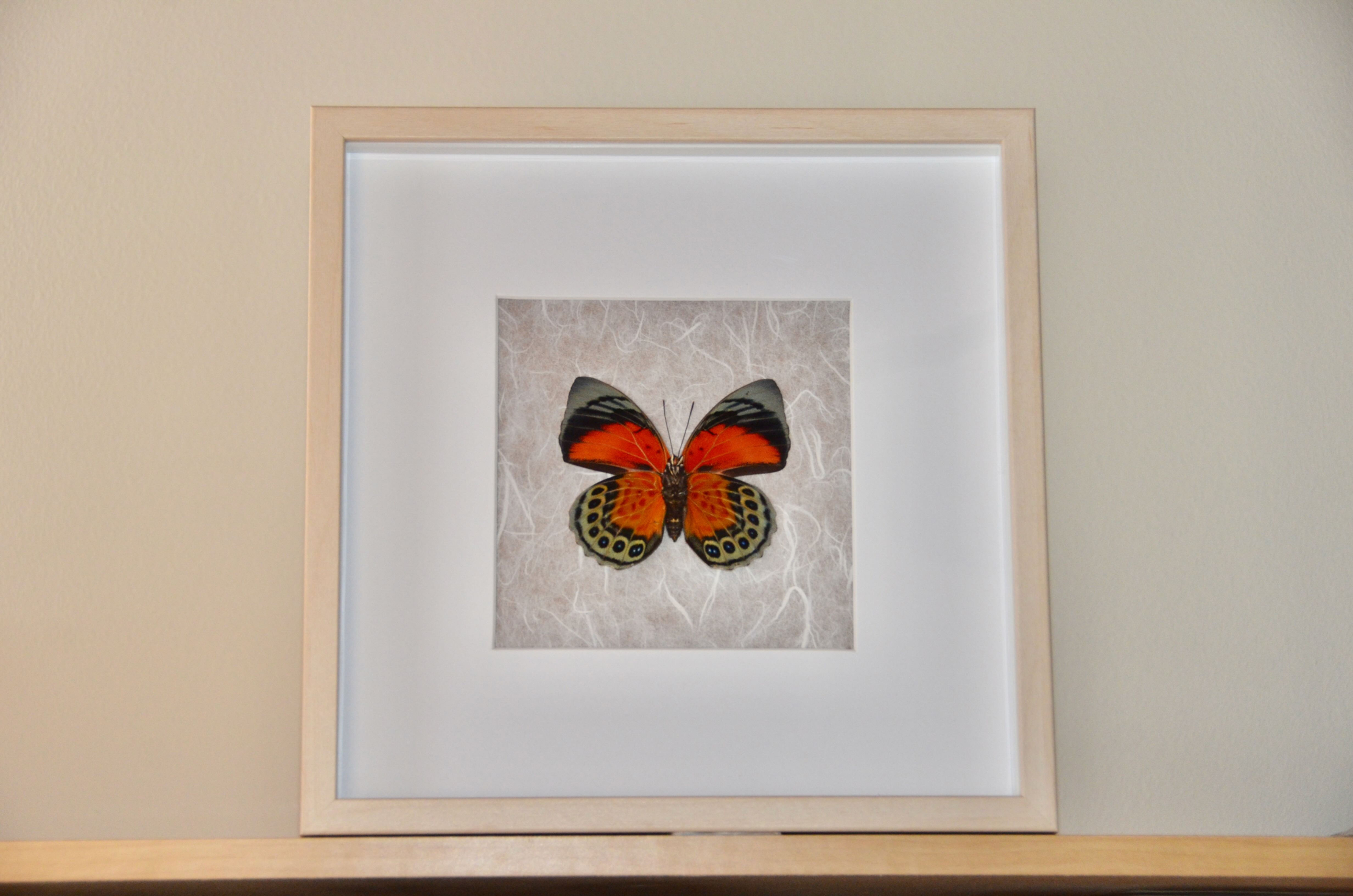 Agrias claudina (rare forme hybride) : encadrement avec un vrai papillon