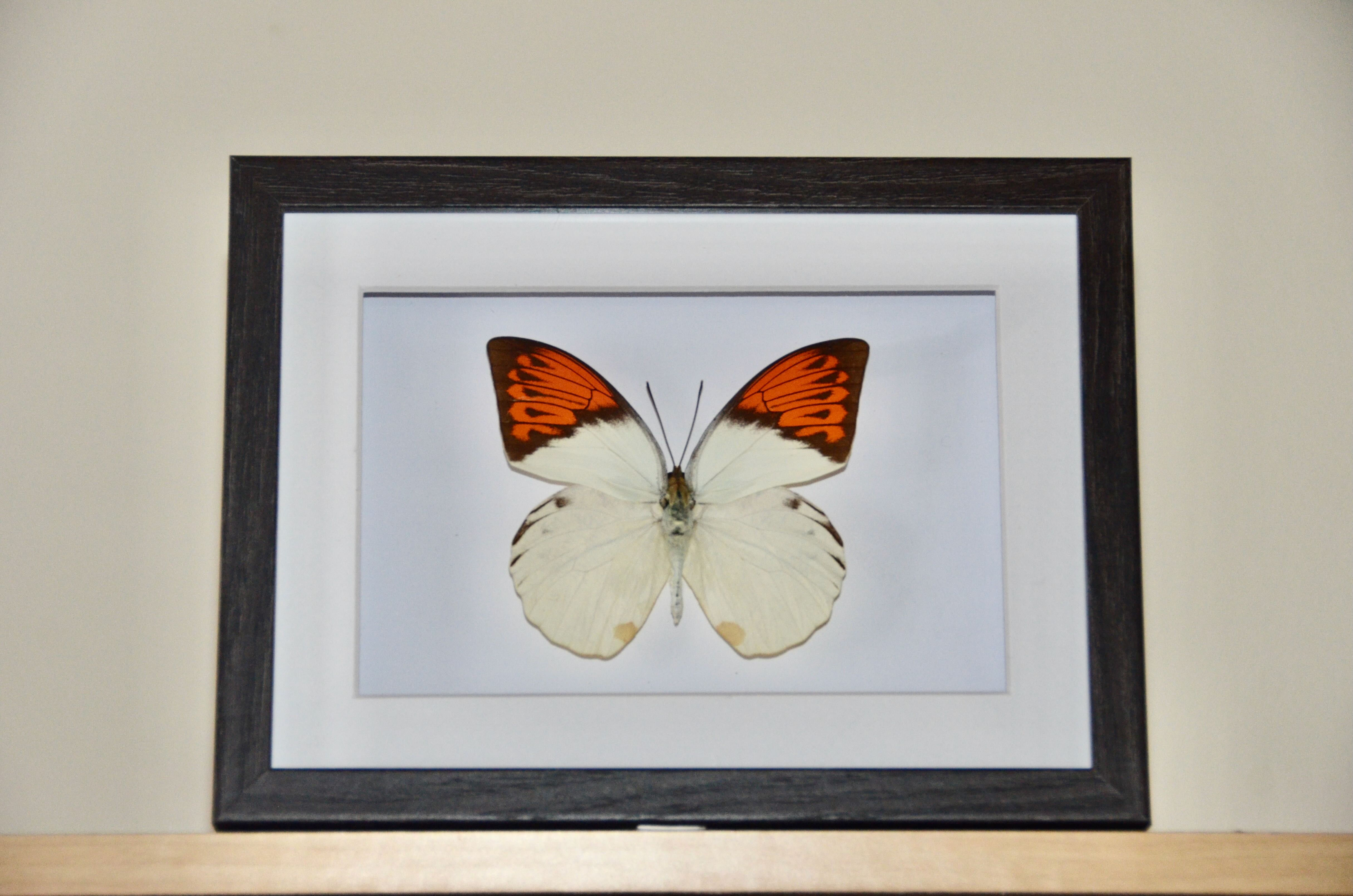 Hebomoia glaucippe (Indonésie)